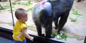 Baby Unfazed By Intimidating Baboon
